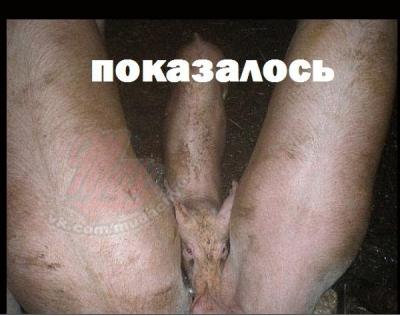 Прикрепленное изображение: sss.jpg